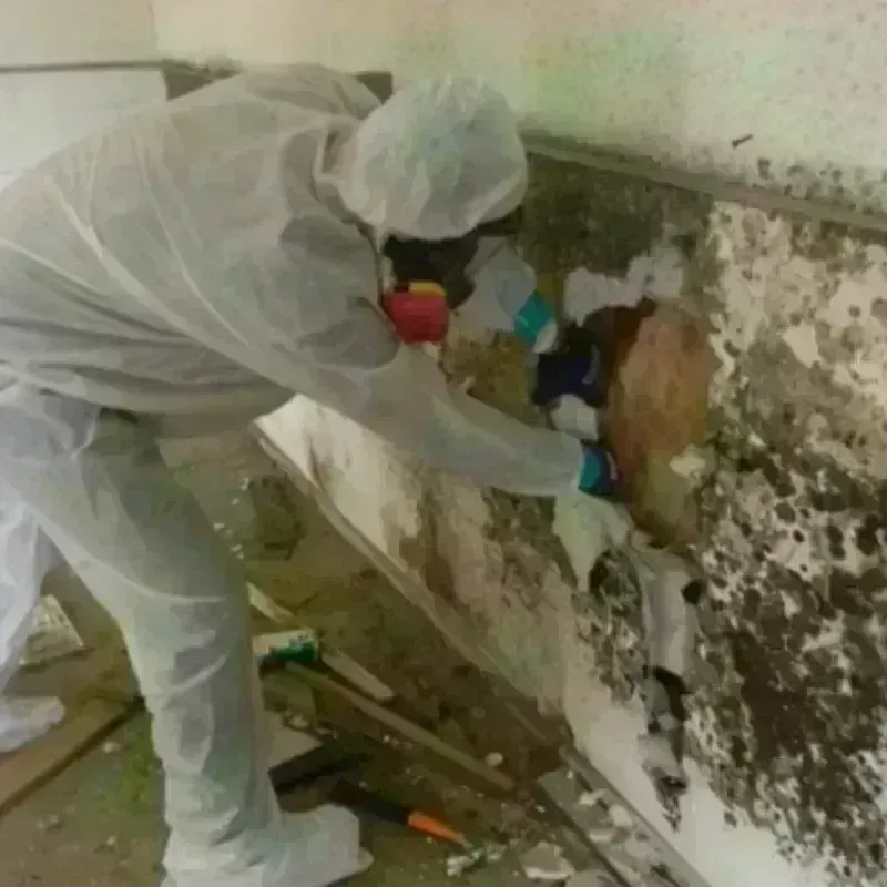 Mold Remediation and Removal in San Diego, CA